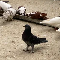 پرنده