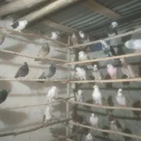 کبوتر همه خال|پرنده|نهاوند, |دیوار