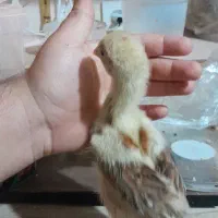 جوجه لاری اصیل ویاندوت مرندی