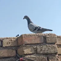 4عدد کبوتر معاوضه با عروس هلندی و مرغ عشق|پرنده|فیروزآباد (فارس), |دیوار