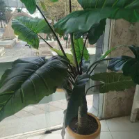 به یک کمک اشپز