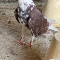 کبوتر دمگیر|پرنده|برخوار, |دیوار