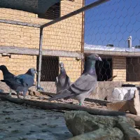 کفتر پلاکی|پرنده|شیراز, کوشک میدان|دیوار