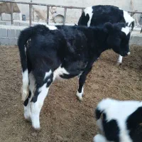 گوساله جوانه تلیسه تخک گاو|حیوانات مزرعه|نیشابور, شهید بهشتی|دیوار