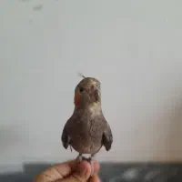 عروس هلندی گمشده مژدگانی زیاد برای کسی که پیدا کنه|حیوانات|فسا, |دیوار