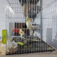 عروس هلندی فروشی سالم و سلامت سر حال