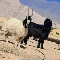 سه عدد کهره دوبوری|حیوانات مزرعه|دوگنبدان, |دیوار