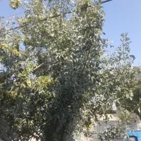 باغ-چهار-صد-متری