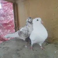 کفتر پرشی