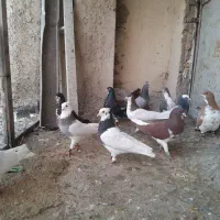 رنگی|پرنده|شیراز, کوشک میدان|دیوار