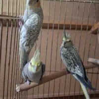 عروس هلندی|پرنده|تهران, جوادیه تهرانپارس|دیوار