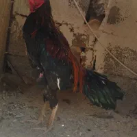 مرغ خروس فروشی|حیوانات مزرعه|سراوان, |دیوار