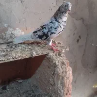 کبوترپرنده دمسفید