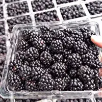 تمشک بلک بری و جنگلی منجمد
