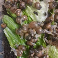 بچه حلزون|خزنده|تهران, قلهک|دیوار