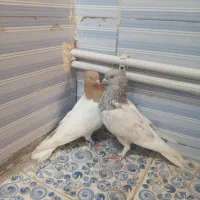 کله زرد|پرنده|بم, |دیوار