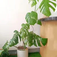 برگ انجیری ابلق