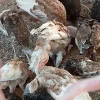 بوقلمون بوربن وبرنز