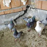 کبوتر المانی