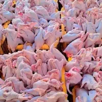 مرغ محلی و دورگه