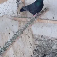 کبوتر پرشی|پرنده|نقده, |دیوار