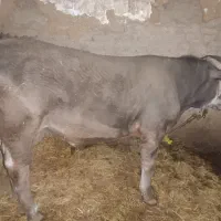 گاو نر جوان سالم یک ساله لیموزین