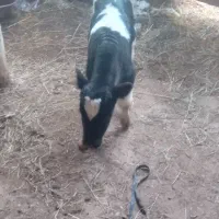 گاو شیری|حیوانات مزرعه|نظر کهریزی, |دیوار