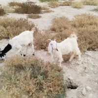 بز ماده|حیوانات مزرعه|اهرم, |دیوار