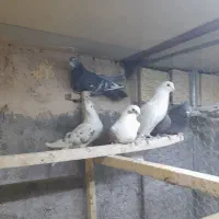 سلام ۵ طوق ماده درجه یک