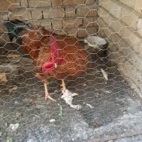 معاوضه خروس محلی اصل با دو عدد مرغ محلی