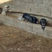 بوغقلمو|حیوانات مزرعه|لیلان, |دیوار