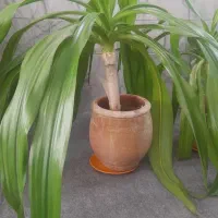 گل های طبیعی با گلدان|گل و گیاه طبیعی|یزد, |دیوار