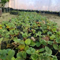 نهالستان علیزاده فروش‌ انواع رقم نهال گلدانی