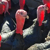 خروس بوقلمون محلی ارگانیک مناسب برای سالمندان