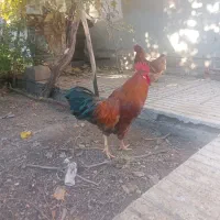خروس جوان