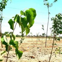 باغچه ۲۰۱ سنددار