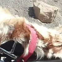 پوست بز درحد نو