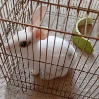 خرگوش|موش و خرگوش|رشت, شهرک صبا|دیوار