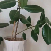 گل فیکوس|گل و گیاه طبیعی|ارومیه, |دیوار