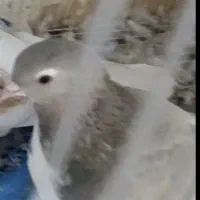 کبوتر|حیوانات|اسفراین, |دیوار