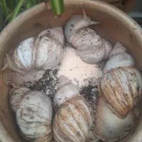 حلزون آچاتینا بالغ