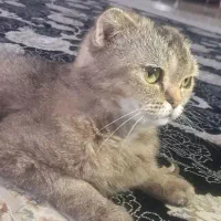 اسکاتیش فولد ماده