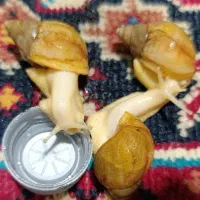 حلزون اچاتینا