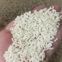 برنج طارم هاشمی دم سیاه