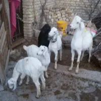 بزغاله نر و ماده|حیوانات مزرعه|باغ بهادران, |دیوار