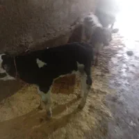 گوساله|حیوانات مزرعه|ایجرود, |دیوار