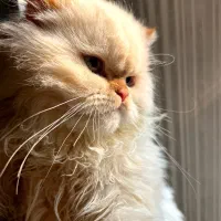 گربه اسکاتیش رد پوینت