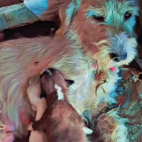 توله ناز و پشمالو|سگ|زابل, |دیوار