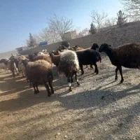 قوچ 3سال|حیوانات مزرعه|تایباد, |دیوار