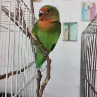 کوتوله برزیلی سالم